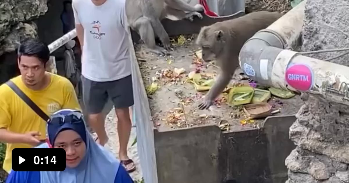 Uno Reverse Monke Reverse UNO perfectly executed... - 9GAG