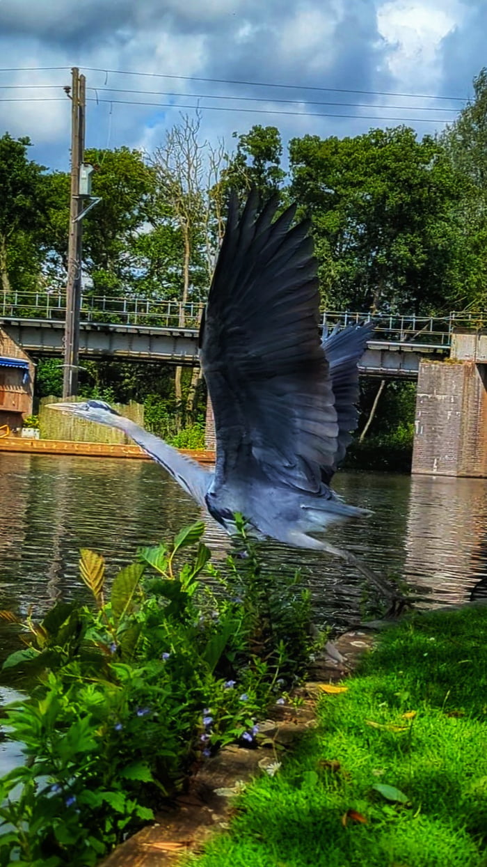 6ft-wingspan-on-this-lanky-brd-9gag