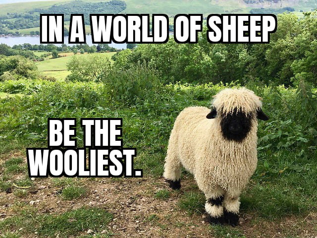 Why being a wolf when you can be fam - 9GAG