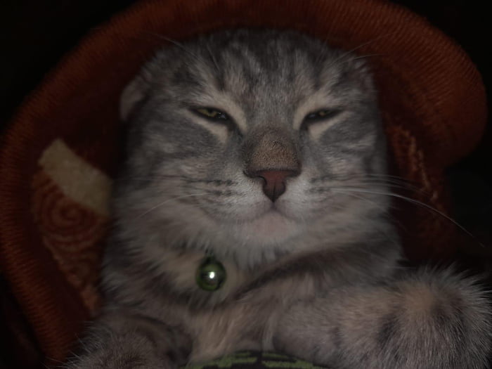 This guy likes to sleep with me under the blanket 9GAG