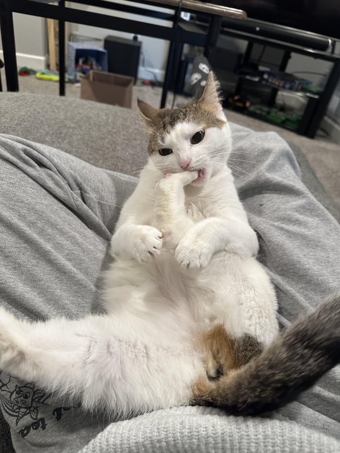 My Foster Fail Maisy - 9GAG