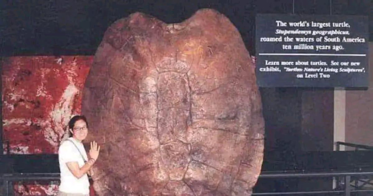 Imagine seeing this turtle in real life - 9GAG