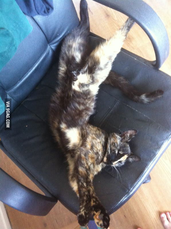 Retarded sleeping position of my cat 9gag