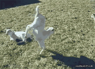 goat gif 9gag drunk animal themetapicture