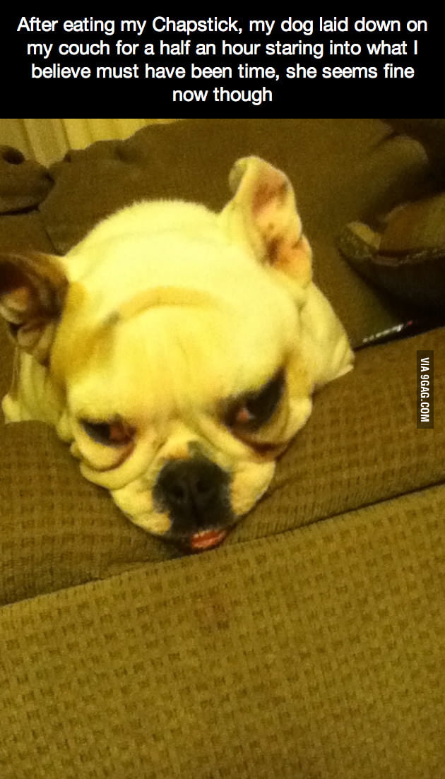 My dog after eating my Chapstick... - 9GAG