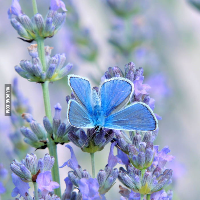 Blue butterfly on lavender - 9GAG