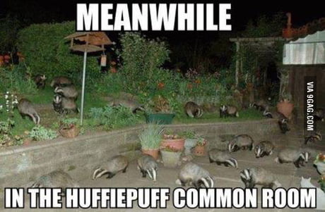 Meanwhile In The Hufflepuff Common Room 9gag