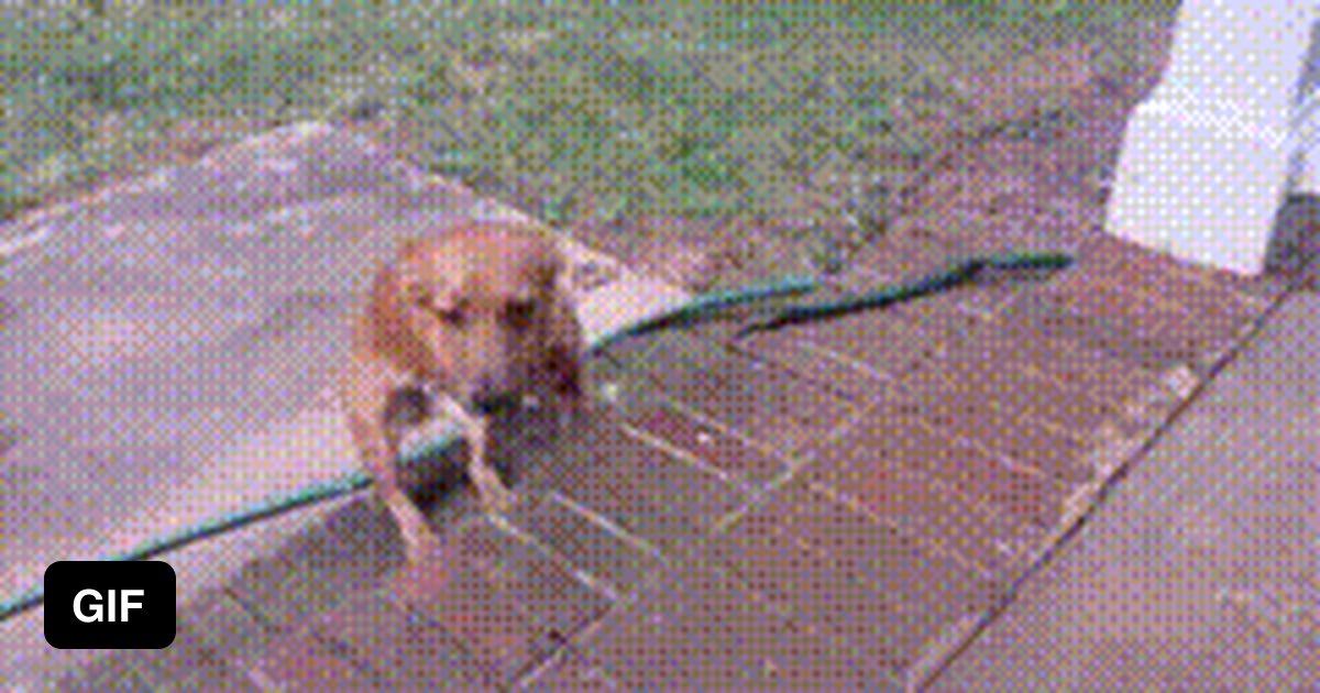 Just a twolegged dog going up stairs. 9GAG