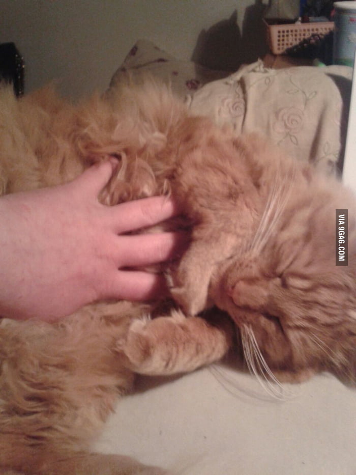 If I can touch my cat's belly I can do anything 9GAG