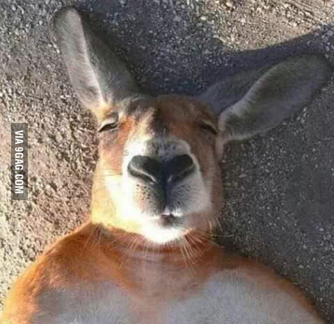 Kangaroo selfie - 9GAG