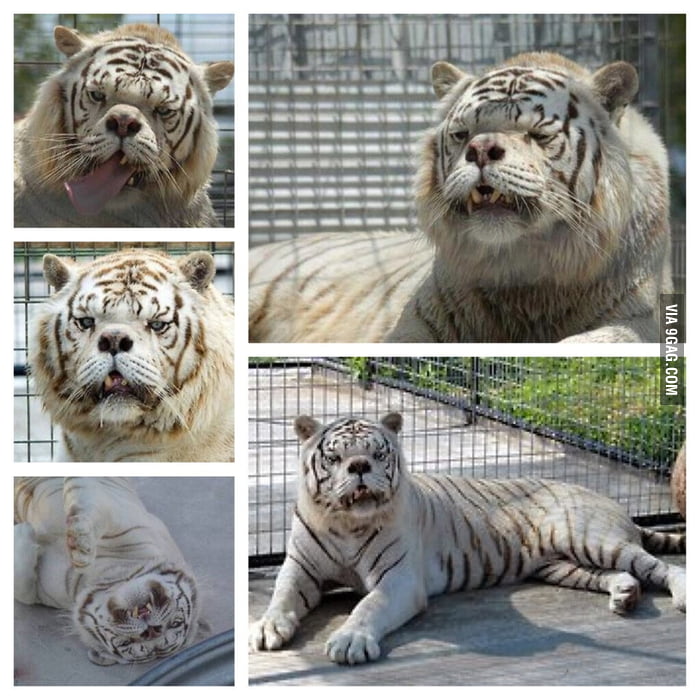 A white tiger with down syndrome, caused by inbreeding. - 9GAG