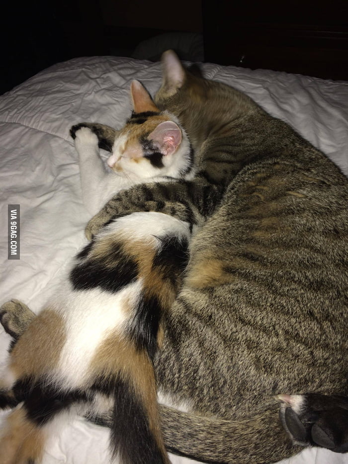 Caught these two cuddling AND holding paws... I melted a bit inside. - 9GAG