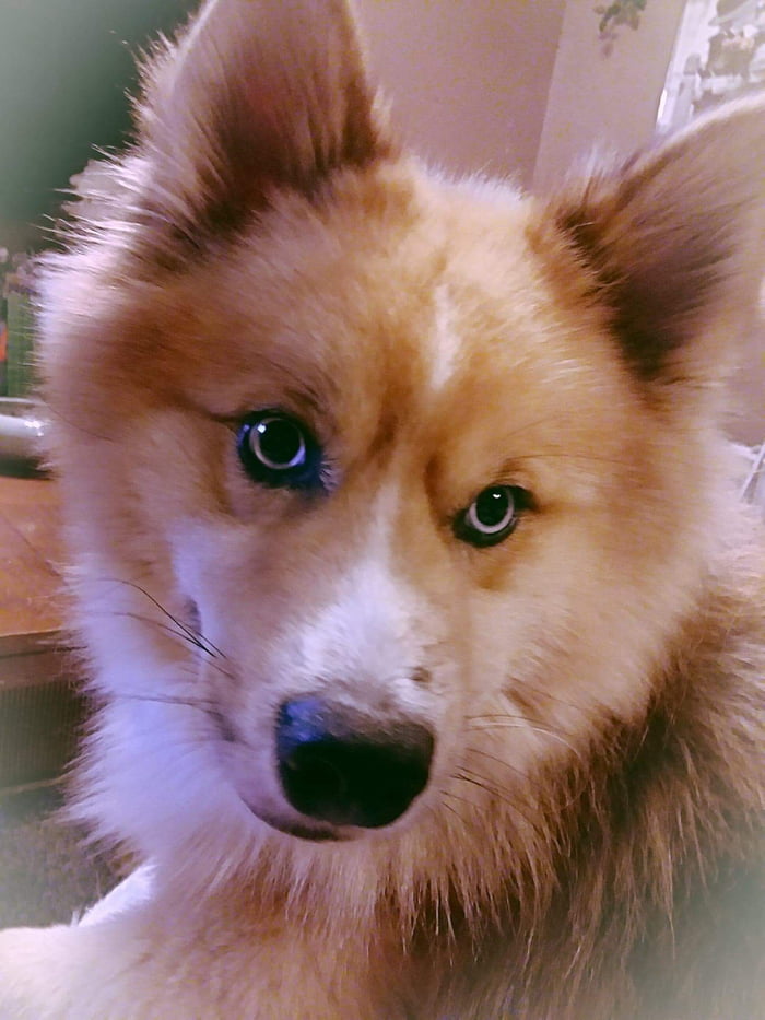 husky mix spitz