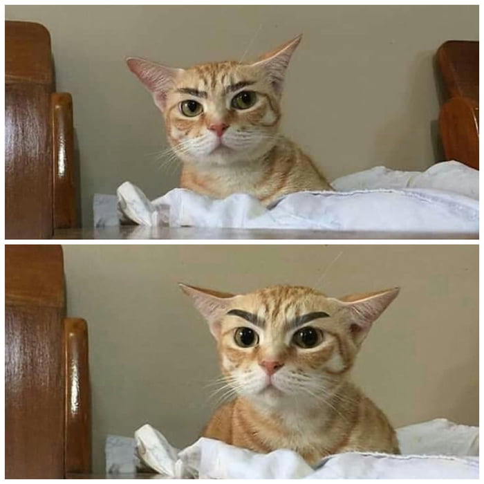 Cat with eyebrow is something 9GAG