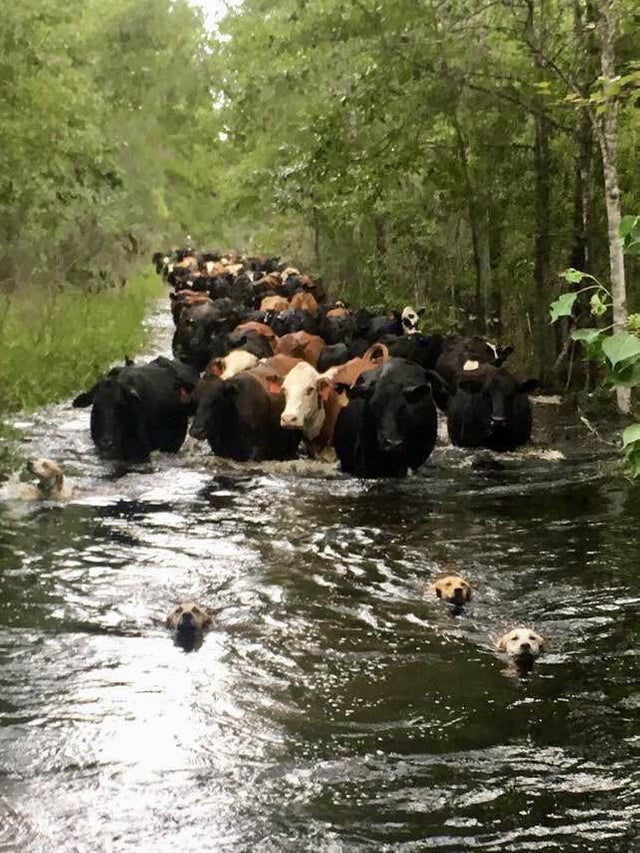 Farm dogs leading their cattle out of the flood towards safety ...