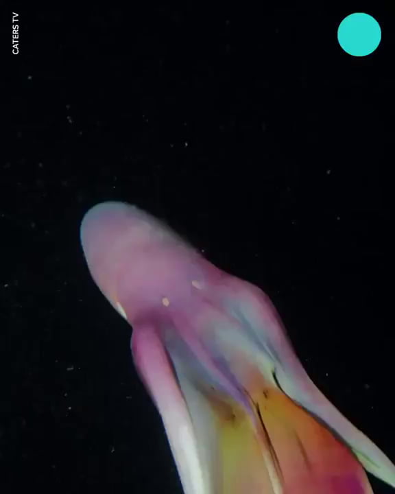 Rare ‘rainbow’ blanket octopuses caught on camera 9GAG