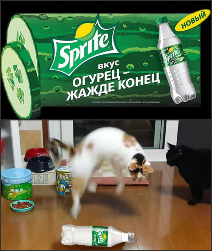 Sprite cucumber, cats say no! 9GAG