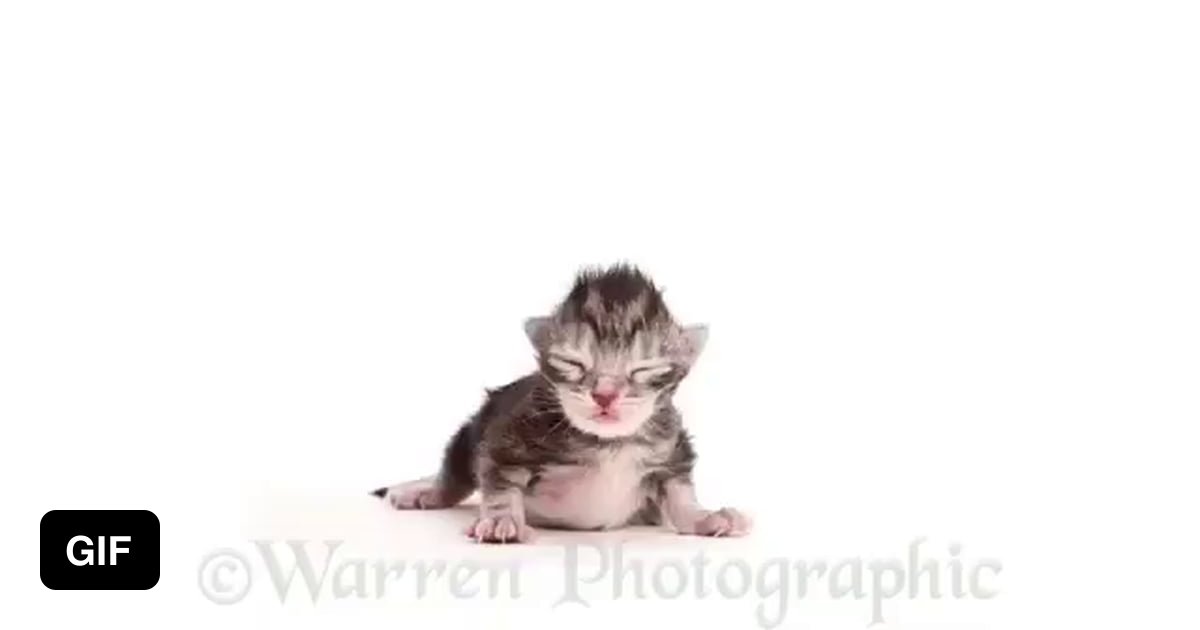 Timelapse of a cat growing up 9GAG