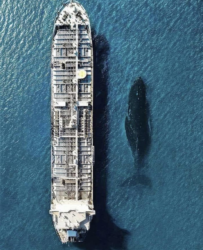 blue whale cruise ship