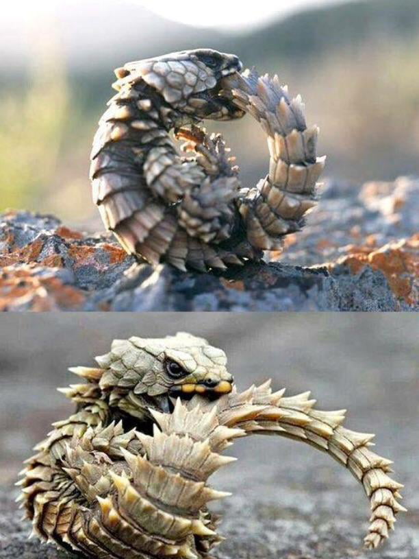 The armadillo lizard bites its own tail to roll up into a ball as a