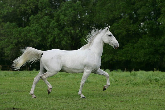 The Lipizzan or Lipizzaner ,is a breed of horse originating from Lipica ...