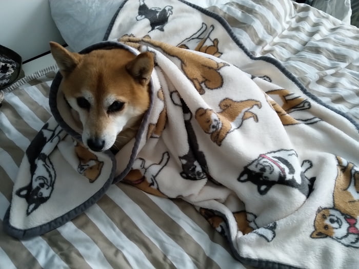 shiba blanket