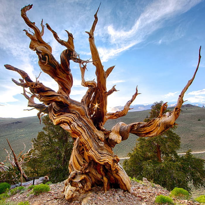 This Is The Oldest Known Tree On The Planet Methuselah Is A 4852 Year   AD1v14K 700b 