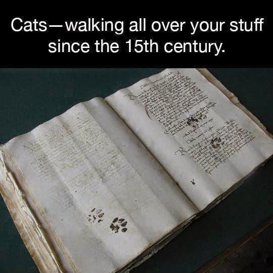 Cats - 9GAG