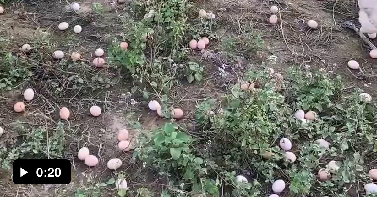 Genuine free range eggs - 9GAG