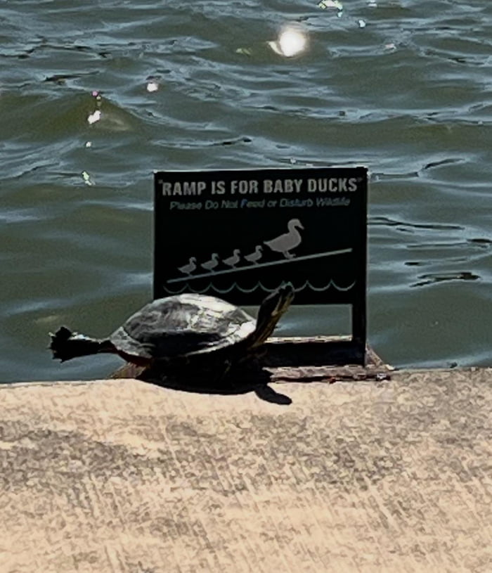 Inconsiderate Turtle - 9GAG