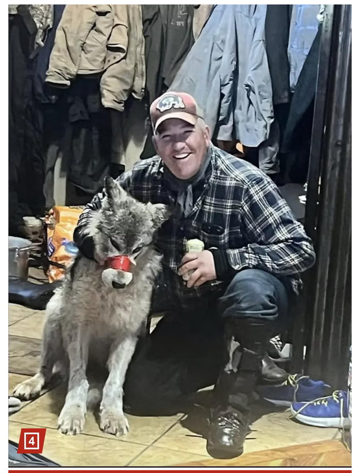 Wyoming hunter sparks outrage for allegedly wounding wolf, parading it ...