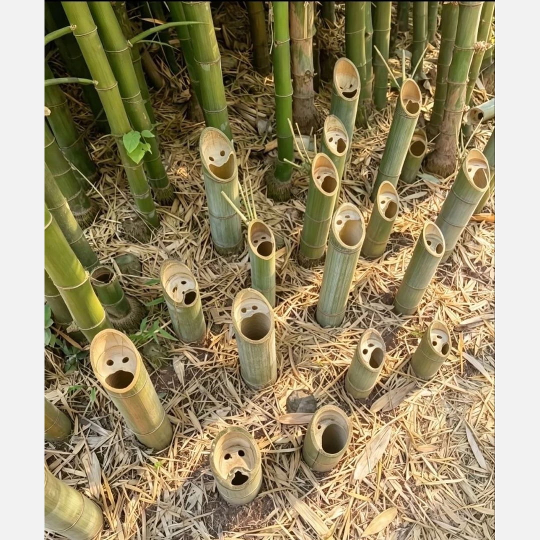 Bamboo - 9GAG