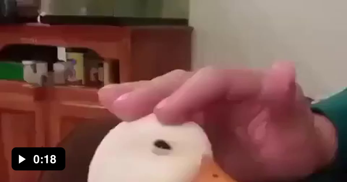 what-is-your-pet-9gag