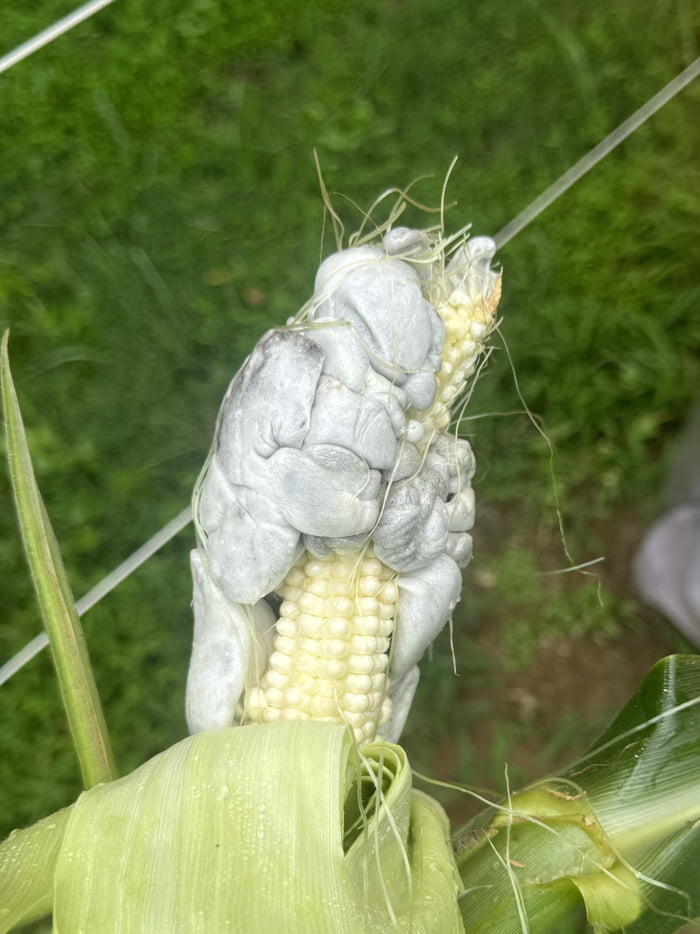 If this corn isn't disgustingly terrifying idk what is - 9GAG