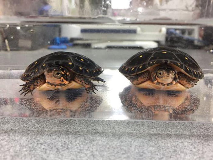 Turtles - 9GAG