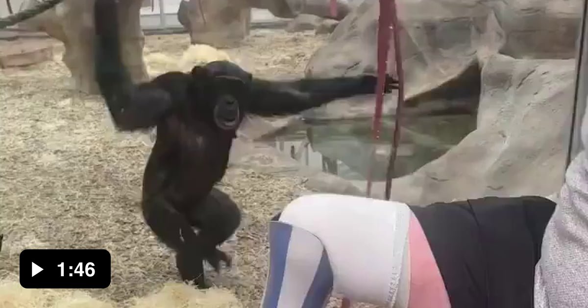 Chimpanzee sees a prosthetic leg for the first time. - 9GAG