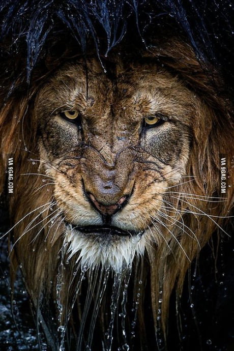 There Can Be Only One King Of The Jungle 9gag