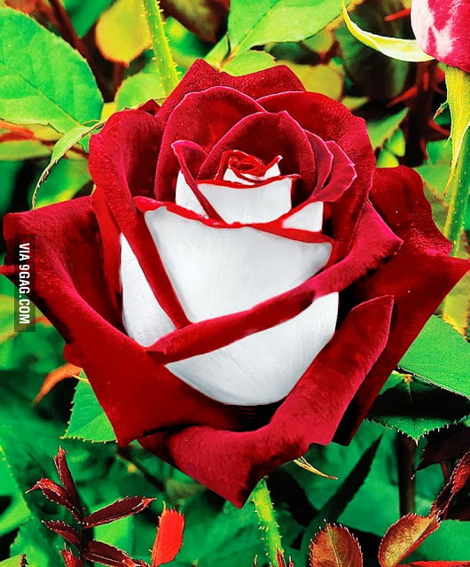 most beautiful roses in the world