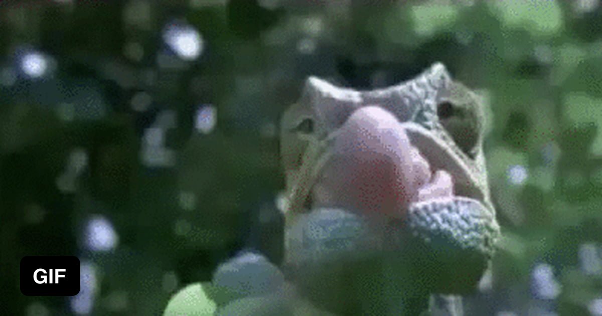 How chameleons catch their prey.. - 9GAG