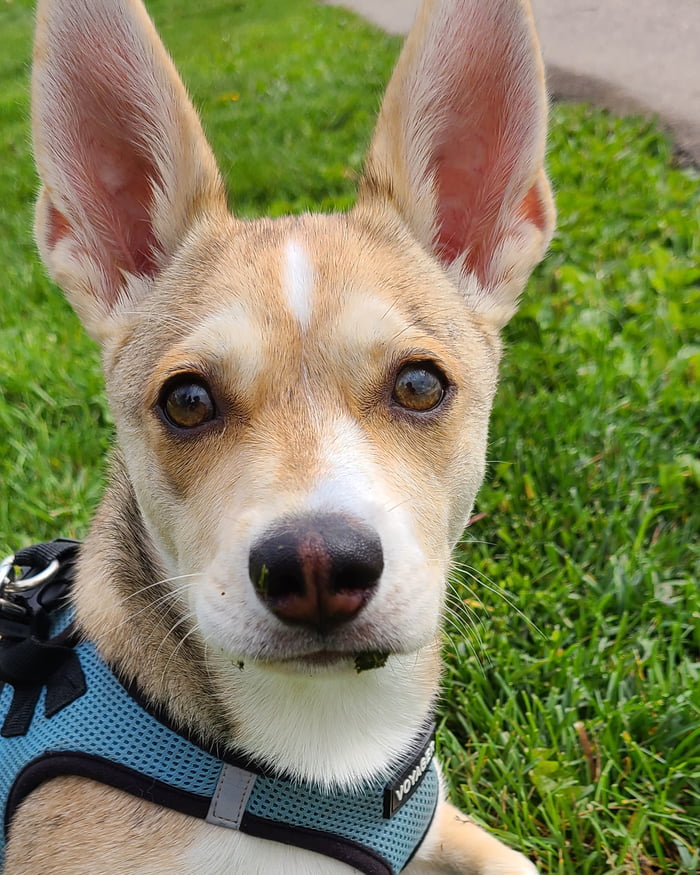 This Is Arlo A Husky And A Chihuahua Mixed 9gag