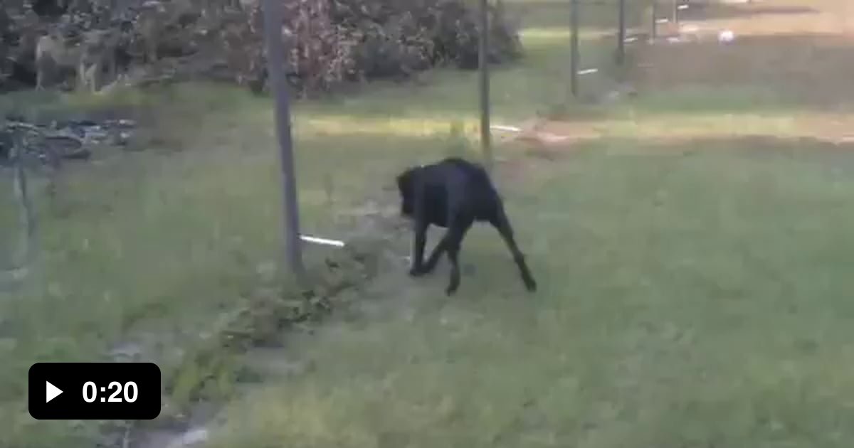 Peeing on an electric fence 9GAG