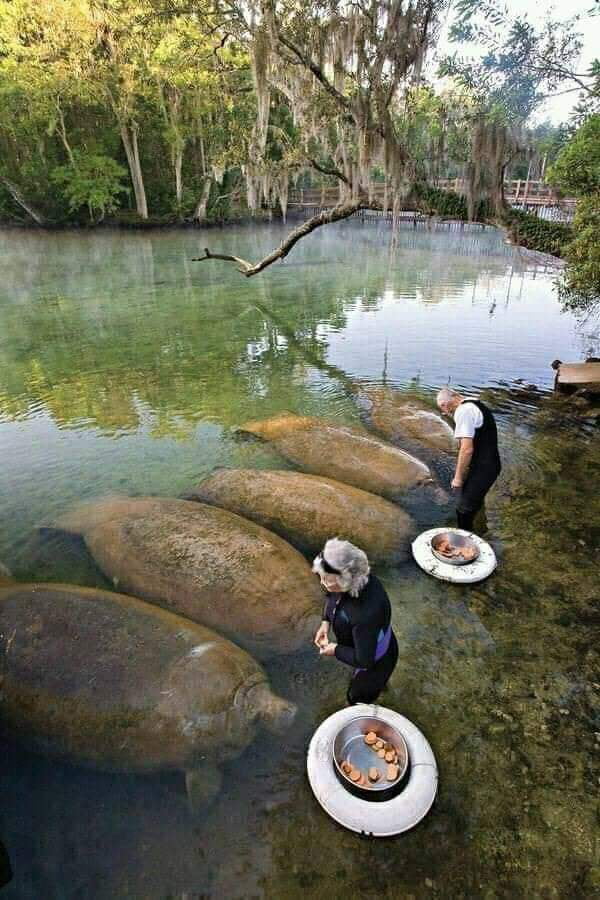 Manatees are large, fully aquatic, mostly herbivorous marine mammals