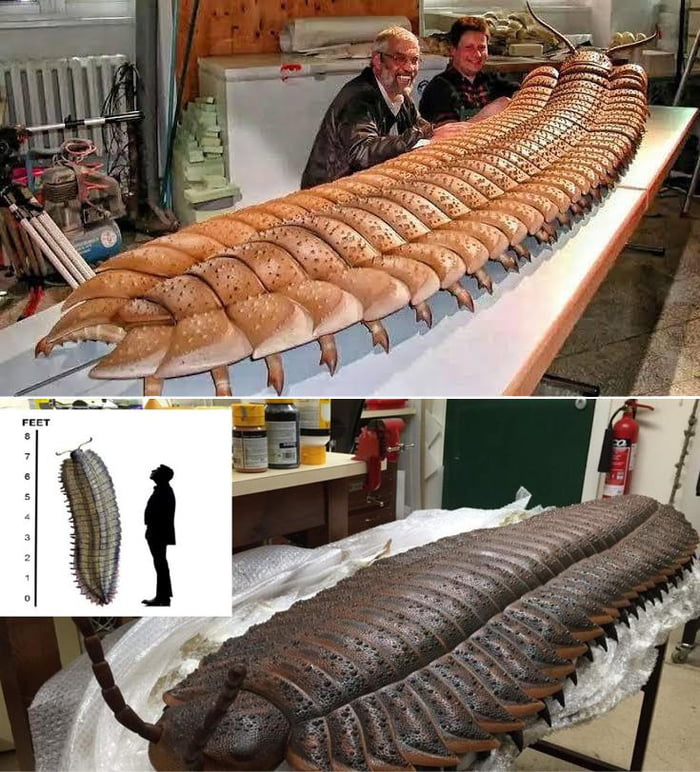 Arthropleura (Greek for jointed ribs) is an extinct millipede arthropods that lived around 345 to 295 million years ago. Reaching sizes of around 2.5 metres long it is considered the largest known