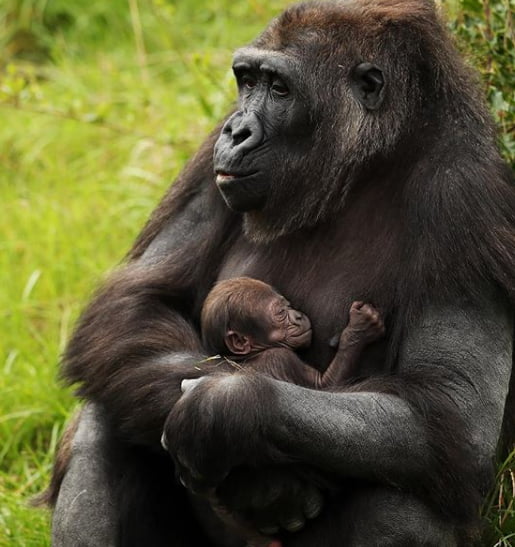 Gorilla mother holding her sleeping baby. - 9GAG