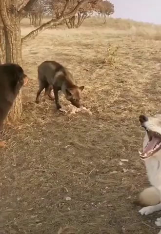 Mastiff vs wolf . display of dominance only - 9GAG