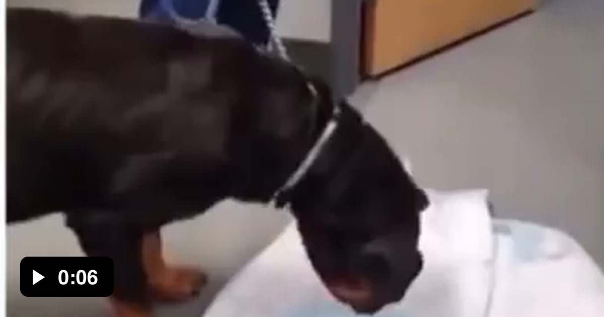 Dog throws up her vibrator. 9GAG