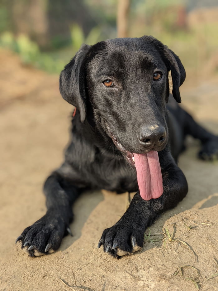 Good people of 9gag. Meet my new doggo. He's a dwarf labrador, so ...