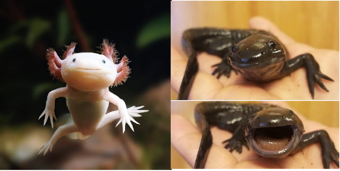 Axolotl S Can Actually Metamorphosis Into A Salamander Although This