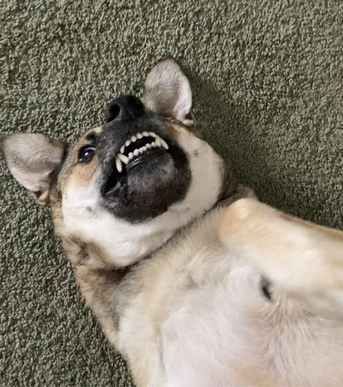He Has Belly Rub 9GAG he-has-belly-rub-9gag