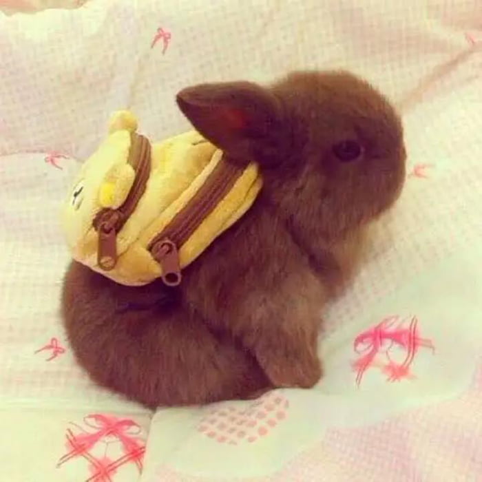 Here is a Bunny with a Backpack. Very Cute & Certainly EyeBleach 9GAG
